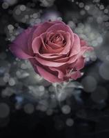 fiori di rosa nel design di toni scuri naturali.