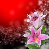 fiore di giglio bianco e rosa foto