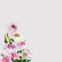 fiore di giglio bianco e rosa foto