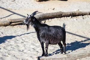 capra pigmea dell'Africa occidentale. mammifero e mammiferi. mondo terrestre e fauna. fauna selvatica e zoologia. foto