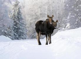 inverno alce manitoba foto