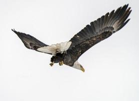 aquila calva in volo foto