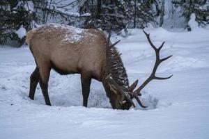 alci in inverno canada foto