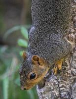 scoiattolo comune canada foto