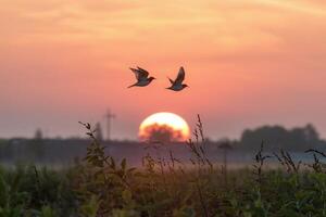 uccelli volante insieme contro Alba evoca romantico e tranquillo, calmo atmosfera foto