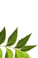 foglia di neem medicinale su sfondo bianco. azadirachta indica. foto