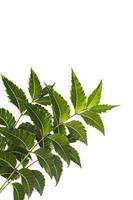 foglia di neem medicinale su sfondo bianco. azadirachta indica. foto