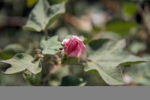 campo di cotone farm, primo piano di batuffoli di cotone e fiori. foto