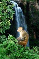 macaco rhesus macaca mulatta o scimmia seduta su un albero di fronte alla cascata foto