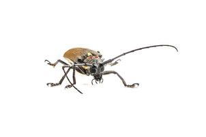 Trivellatore batocera rufomaculata isolato su uno sfondo bianco foto