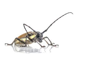 Trivellatore batocera rufomaculata isolato su uno sfondo bianco foto