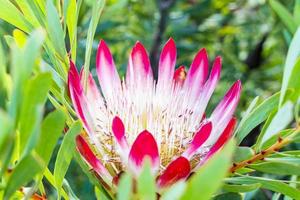 cynaroides di protea rosa del cespuglio di zucchero del re sudafricano, kirstenbosch. foto