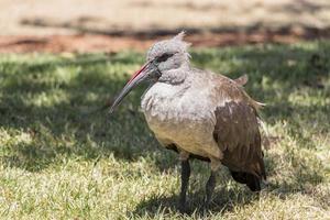 hadada ibis, uccelli in sud africa. foto