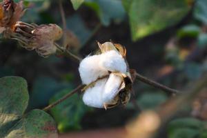 fiore di cotone nel campo di fiori di cotone. come abbigliamento per materie prime, vestiti di moda. foto