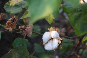 fiore di cotone nel campo di fiori di cotone. come abbigliamento per materie prime, vestiti di moda. foto