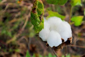 fiore di cotone nel campo di fiori di cotone. come abbigliamento per materie prime, vestiti di moda. foto