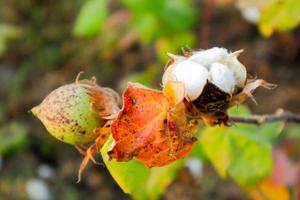 fiore di cotone nel campo di fiori di cotone. come abbigliamento per materie prime, vestiti di moda. foto