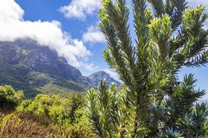 albero d'argento leucadendron argenteum, giardino botanico nazionale di Kirstenbosch. panorama. foto