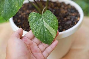 homalomena rubescens variegato con mano che tiene in fattoria per prendersi cura di pjant foto