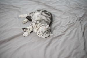 simpatico gatto scozzese in marmo bianco. foto