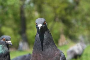 ritratto di un piccione in primo piano su erba verde foto