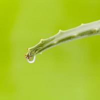 foglia di aloe fresca con goccia d'acqua. foto