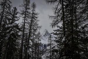 tra gli alberi foto