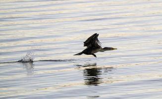 cormorani in volo foto
