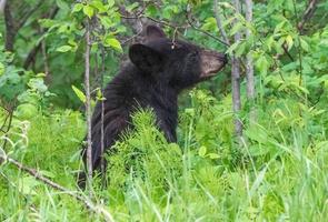 orso nero nel nord del Canada foto