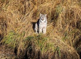 lince selvatica manitoba foto