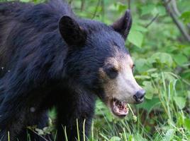 orso nero nel nord del Canada foto