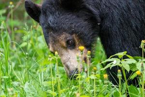 orso nero nel nord del Canada foto