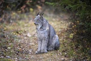 lince selvatica manitoba foto