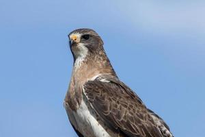 swainson hawk saskatchewan foto