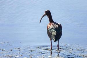 ibis dalla faccia bianca foto