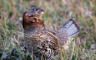 gallo cedrone manitoba foto