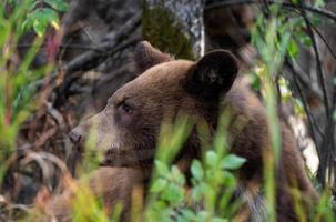 orso selvatico canada foto