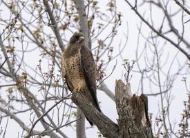 falco nel saskatchewan foto