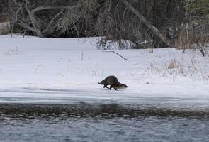 lontre di fiume saskatchewan foto