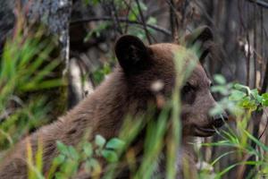 orso selvatico canada foto