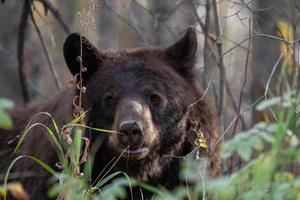 orso selvatico canada foto