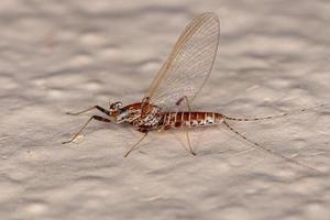 femmina adulta mayfly foto