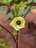 fiore di gombo giallo foto