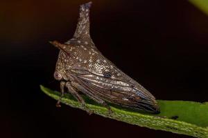 adulto tipico treehopper foto