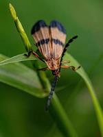 scarabeo adulto dalle ali nette foto