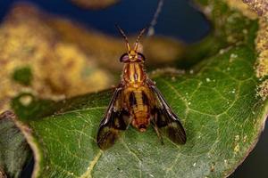 mosca equina adulta foto