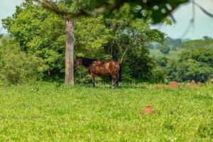 cavallo che riposa in un pascolo foto