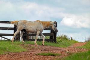 cavallo che riposa in un pascolo foto