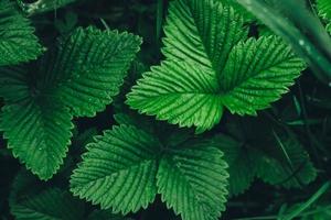foglie di fragola verde come sfondo. bella consistenza di foglie bagnate foto