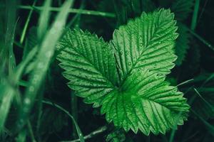 foglie di fragola verde come sfondo. bella consistenza di foglie bagnate foto